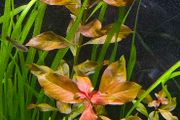 aquarium plants
