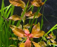 aquarium plants
