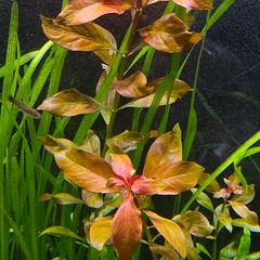 aquarium plants