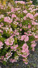 Hydrangea Paniculata Wims Red