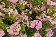 Hydrangea Paniculata