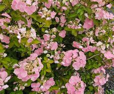 Hydrangea Paniculata