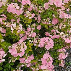 Hydrangea Paniculata Wims Red