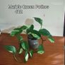 Houseplants Image 2