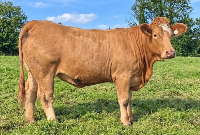 35 In-Calf Heifers for Sale Balla Mart 17 Oct
