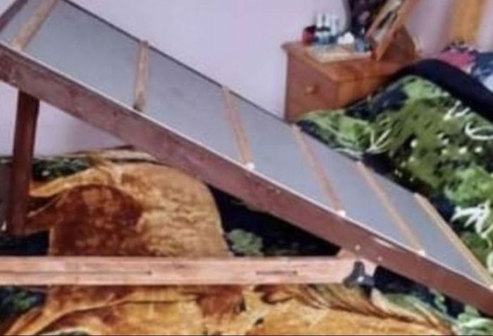 xl Dog Ramp