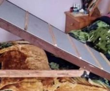 xl Dog Ramp