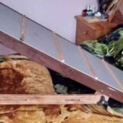 xl Dog Ramp