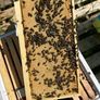 2027, Nucs Of Bees, Full Bee Hives Image 6