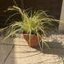 Evergreen plant Image 2