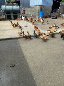 ducks