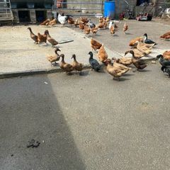 ducks