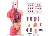Human Body Model15 Parts 11 inch, Human Torso Anatomy Model Anatomical Skeleton Model with Removable Organs, Educational Teaching Tool for Students Science Learning School Education Display