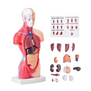 Human Body Model15 Parts 11 inch, Human Torso Anatomy Model Anatomical Skeleton Model with Removable Organs, Educational Teaching Tool for Students Science Learning School Education Display