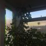 Tall mature Umbrella Plant Image 5