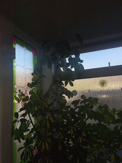 Tall mature Umbrella Plant