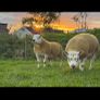 Pedigree shearling rams Image 6