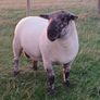 Suftex hoggott ram Image 2