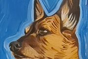 Pet Portraits