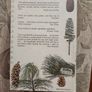 Trees  A Field Guide To The Trees Of Britain And Northern Europe   By Alan Mitchell. Hardback In Good Condition. Image 10