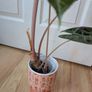 Alocasia Pink Dragon Image 2