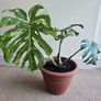 Monstera Thai Constellation - rare plant Image 4