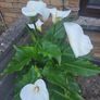 Lily calla white Image 3