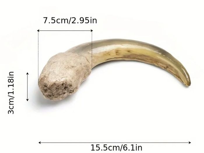 1/1  copy of a prehistoric anteater claw.