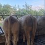 Weanling Image 3