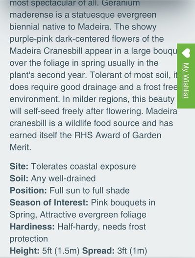 Geranium Maderense
