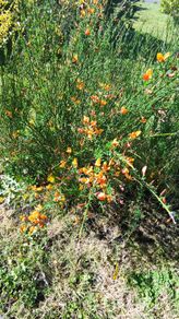 Beautiful Plant