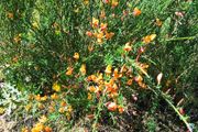 Beautiful Plant