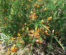 Beautiful Plant