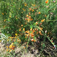 Beautiful Plant