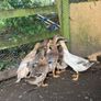 Farm yard ducks Image 2
