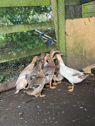 Farm yard ducks