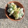 plant Image 6