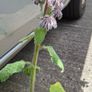 Borage / Star Flower Image 2
