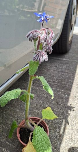 Borage / Star Flower