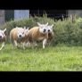 Pedigree shearling rams Image 5