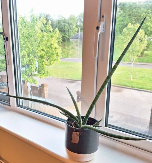 African Spear Plant in Ceramic Pot