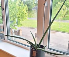 African Spear Plant in Ceramic Pot