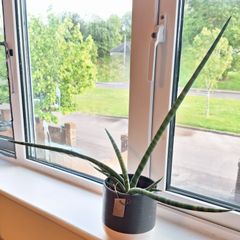 African Spear Plant in Ceramic Pot