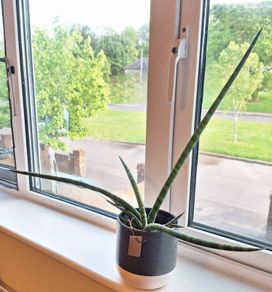 African Spear Plant in Ceramic Pot