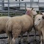 Organic Cheviot Hoggets Image 4