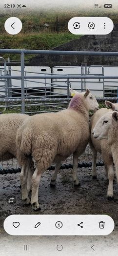 Organic Cheviot Hoggets