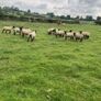 Ewe Hoggets Image 4