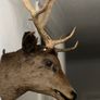 Antique Stags head Image 4