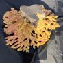 Coral Decoration Image 2