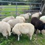 Ewe and Ram Lambs for sale Image 3